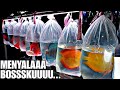 🔴 MENYALAAAA BOSSSKUUUUU !!! UPDATE HARGA IKAN DISCUS DI JATINEGARA TERBARU