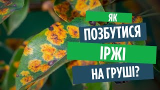 Як позбутися іржі на груші