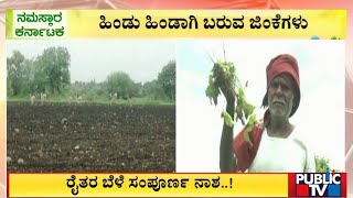 ಬೀದರ್‌ನಲ್ಲಿ ಭತ್ತದ ಗದ್ದೆಗಳಿಗೆ ಜಿಂಕೆಗಳ ಲಗ್ಗೆ..! | Bidar | Public TV