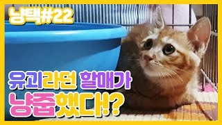 냥택) 22 보배할매의 아기고양이 유괴 사건! 할매가 냥줍을 했답니다!! (방송 촬영 후 바로 입양까지)