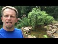 the perfect backyard limestone koi pond vlog