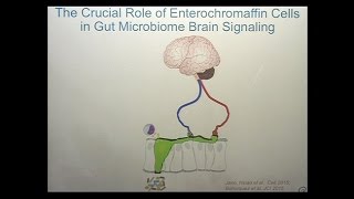 The Microbiome Mind and Brain Interactions