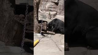 のぞき見マーサでおはようございマーサ　 #天王寺動物園 #minnanotennojizoo #マレーグマ　23.8.12 10:33