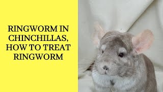 Ringworm in chinchillas , how to treat ringworm