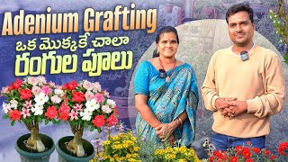 Adenium Queen అరుణ గారు నేర్పించిన Adenium Grafting ఒక మొక్కకే ఎన్నో రంగుల పూలు