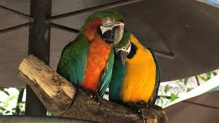 フライングケージ (浜松市動物園) 2021年7月25日