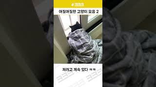 어질어질한 고양이 모음 2 #크크크 #고양이 #catshorts #유머 #웃긴짤