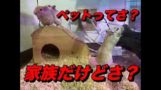 【ジャービル】ペットは家族って言うのはわかるけどさ【スナネズミ】