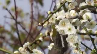 枝垂れ梅の花に夢中のメジロくん(^^♪2015.3.15