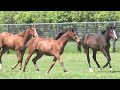 famous4 牝1歳 アドマイヤマーズx*コンケイヴ の1歳馬募集先行公開動画＜放牧風景 5月末～6月上旬撮影＞