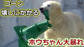 コーンを振り回し壊して大暴れする💗シロクマのホウちゃん【天王寺動物園】