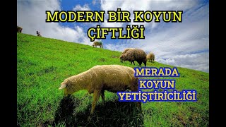 MODERN BİR KOYUN ÇİFTLİĞİ VE MERADA KOYUN YETİŞTİRİCİLİĞİ