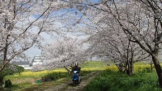 【バイクツーリング】アドレス125ccで、満開の桜を探しに行こう！関宿城から茨城県へ