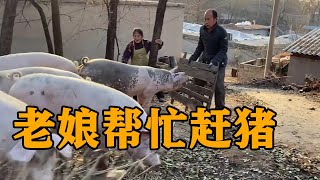 家里大猪转圈，83岁老娘也来帮忙，一家三口过的充实，累却快乐【农村傻大妮儿】