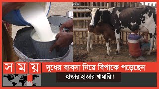 উৎপাদিত দুধের কাঙ্খিত মূল্য পাচ্ছেন না খামারিরা, কিন্তু কেন? | Sirajganj News | Milk | Business News