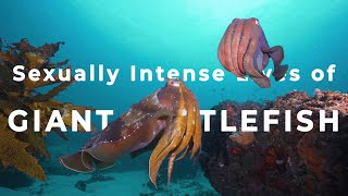 Sexually Intense Lives of Giant Cuttlefish | Mini Documentary