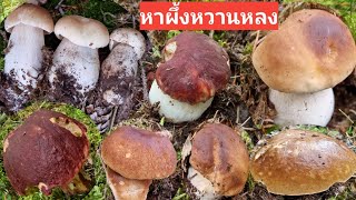 Picking Mushroom เก็บเห็ดผึ้งหวานสวีเดนเลาะหาเห็ดหลง วายเกือบหมดแล้ว Karljohan svamp in Sweden