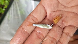 Collecting Natural Medaka Fish in the River to be Raised | Rice Fish