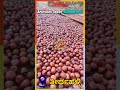 thirthahalli arecanut seeds 9480002810 free shipping under 100 seeds ಗೊರಬಲು ತೀರ್ಥಹಳ್ಳಿ ಅಡಿಕೆ