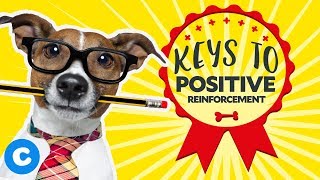 Dog Training With Positive Reinforcement | Chewy