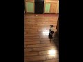 dachshund vs. rat turn off volume i scream sooo loud