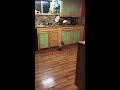 dachshund vs. rat turn off volume i scream sooo loud