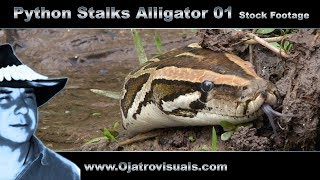 Python Stalks Alligator 01 Stock Footage