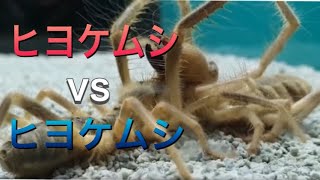 ヒヨケムシvsヒヨケムシ #ヒヨケムシ #vs #格闘技 #世界三大奇虫 #解説