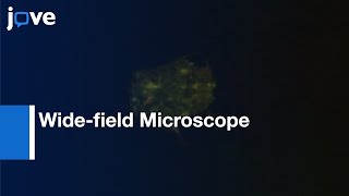 SPIM and Micro-capillary Approach for Wide-field Microscope | Protocol Preview