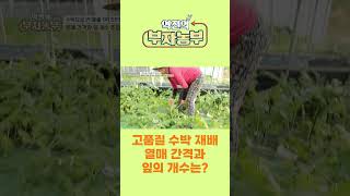 [역전의부자농부 268회] 고품질 수박 재배 열매 간격과 잎의 개수는?