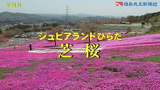 ジュピアランドひらた　芝桜