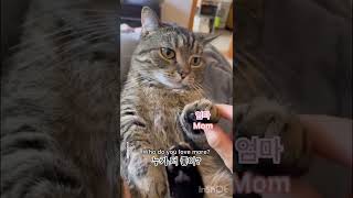 호불호가 확실한 고양이#catsofyoutube #shorts