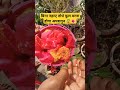 बिना नहाए तोधे फूल वरना होगा अपशगुन 😭🌺 pradeepmishrasihorewale katha puja flower funny