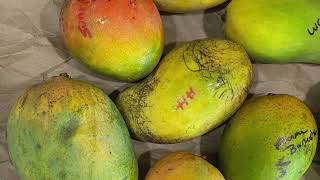 Ataúlfo Mango  Tasting -  Florida Grown