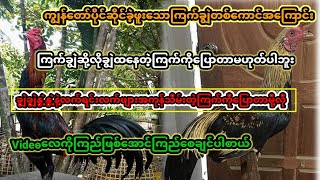 ကိုကြည်ခိုင်ရေးသာခဲ့တဲ့ကျွန်တော်ပိုင်ဆိုင်ခဲ့ဖူးတဲ့ကြက်ချွဲတစ်ကောင်အကြောင်းတင်ဆက်ပေးလိုက်ပါတယ်