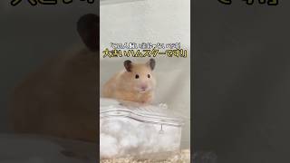 飼い主をハム太郎集会に連れていくか悩むポム（キンクマハムスター‪🐹）#キンクマ#ハムスター#飼い主を足蹴にする系ハムスター#ポム#寝坊#ぐるぐるパーリナイ#ハム太郎#集会#パイセン#大きいハムスター