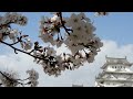 the best places to watch cherry blossoms in japan travel 2022.