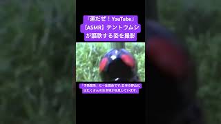 【ASMR】テントウムシが謳歌する姿を撮影 #sdgs #クワガタ #虫の音 #insects #昆虫 #bug #sound #mating #courtship #ytshorts #カブトムシ