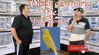 VISITA DE AVIARIOS 🐦🦜🕊️José Tormo Ferri,,,, ▶️Color y postura🇪🇸