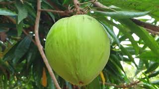 เซียนท้อ มอนไข่ ลูกท้อ Eggfruit ผลไม้ที่ปลอดสารพิษ ปลูกง่ายรักษาง่ายโตเร็ว