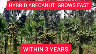 Hybrid Arecanut Farming  (Betel nut) 2021  #hybridarecanut #betelnut #arecanutfarming