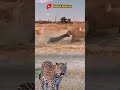 MACAN TUTUL MENJAUH DARI PERKELAHIAN ANTARA SINGA DAN BUAYA  #animals #shorts