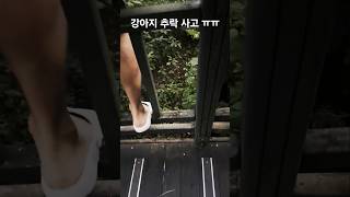 강아지 산책중에 일어난 추락사고