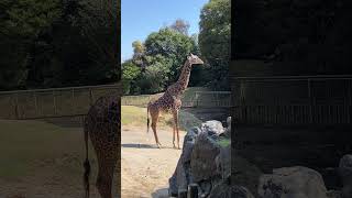 今日本に8頭しかいない超絶貴重なマサイキリン🦒