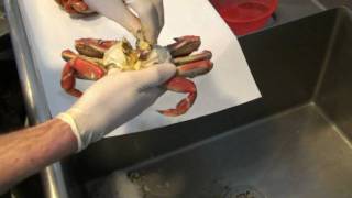 How To Clean A Cooked Dungeness Crab by Waterfront Fish Market