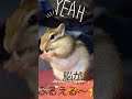 【シマリス】こんな子、他にはいない！？＃珍動画