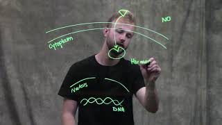 Intracellular Receptors