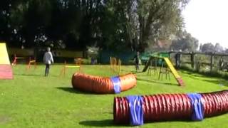 Agility mit Entlebucher Sennenhund