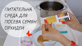 Питательная среда для посева семян орхидеи фаленопсис