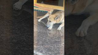 ஒரு வேளை இருக்குமோ 🤔 my dog mind voice #dog #funnyshorts#shorts #doglover #funnydogs #tamil#comedy